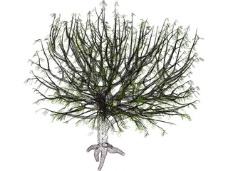 Tree 3D Model