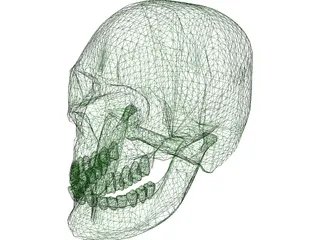 Skull 3D Model