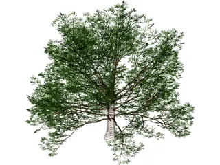 American Beech 3D Model