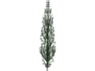 Pine Tree 3D Model