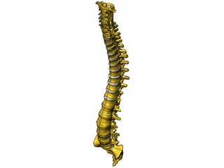 Human Spine 3D Model