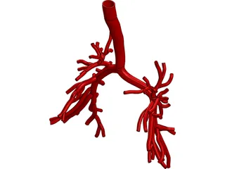 Bronchial Tree Human 3D Model