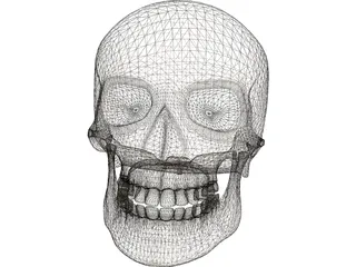 Skull 3D Model