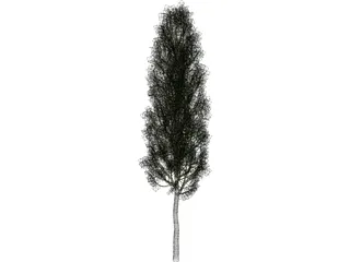 Carpinus Betulus Tree 3D Model