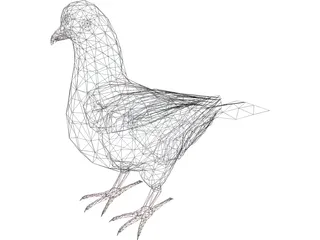 Pigeon 3D Model