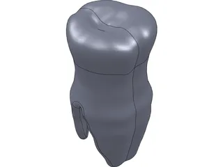 Molar Teeth 3D Model