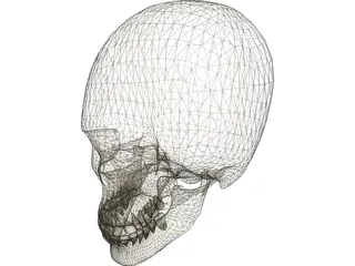 Skull 3D Model