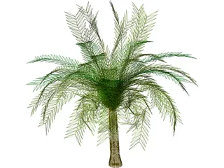 Palm Tree 3D Model