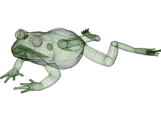 Frog 3D Model