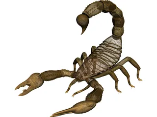 Scorpion - Buthidae Family - Hottentotta Species 3D Model