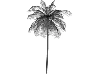 Palm Tree Caribean 3D Model