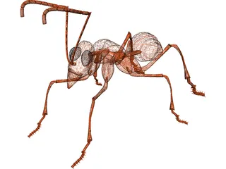 Ant 3D Model