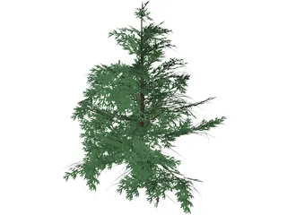 False Golden Larch 3D Model