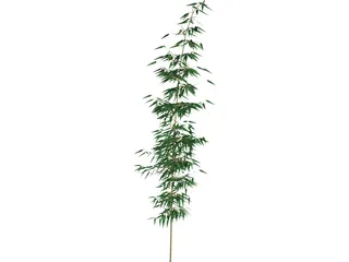 Bamboa 3D Model