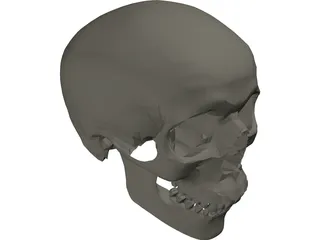 Skull 3D Model