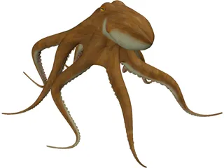Octopus Vulgaris 3D Model