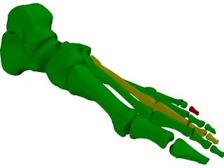 Foot Bone Female 3D Model