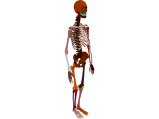 Skeleton Female 3D Model