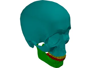 Skull Male 3D Model