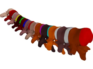 Vertebrae Thoracic 3D Model