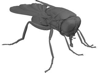 Fly 3D Model