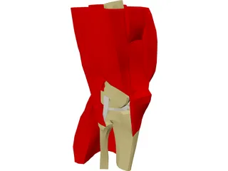 Knee 3D Model