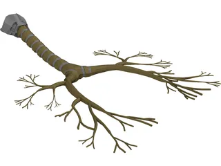 Bronchial Tree 3D Model