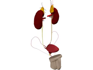 Urinary and Reproductive Systems Male 3D Model