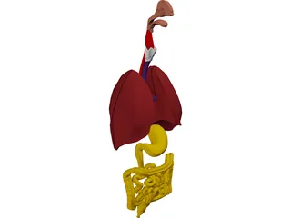 Digestive Tract and Respiratory 3D Model