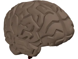 Brain 3D Model