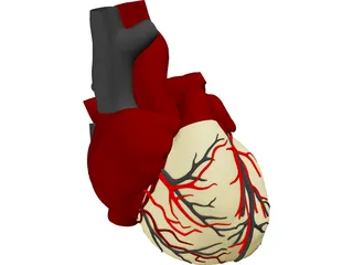 Heart with Internal Parts 3D Model