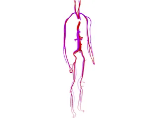 Circulatory System 3D Model