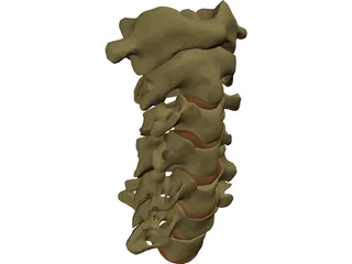 Vertebrae Cervical 3D Model