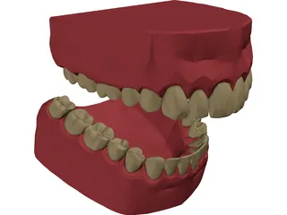 Teeth, Roots, Gums 3D Model