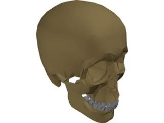 Skull 3D Model