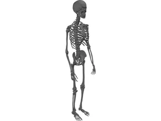 Skeleton Male 3D Model