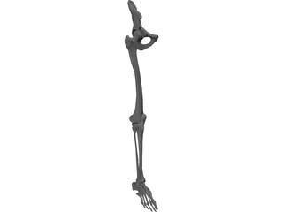 Skeletal Leg 3D Model