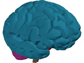 Brain Male 3D Model