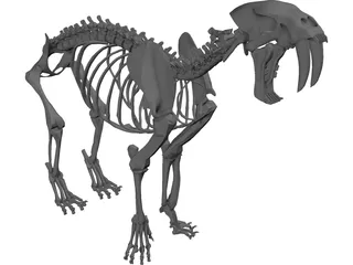 Tiger Saber Tooth Skeleton 3D Model