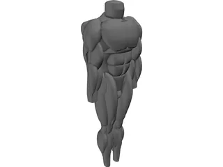 Muscles Body 3D Model