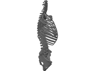 Torso 3D Model