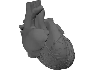 Heart 3D Model