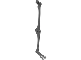 Leg Bone 3D Model