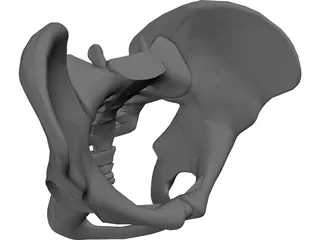 Pelvis 3D Model