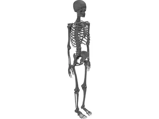 Skeleton 3D Model