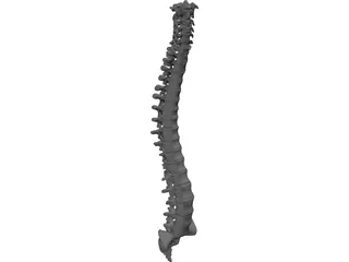 Vertebral Column 3D Model