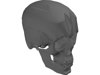 Skull 3D Model