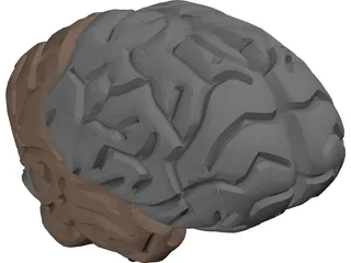 Brain Male 3D Model