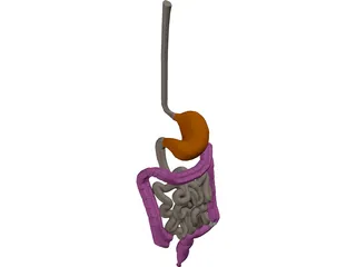 Digestive Tract Internal Organ 3D Model