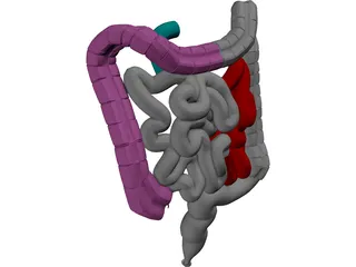 Intestines 3D Model